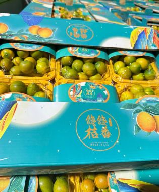 Kim quất đường Đài Loan