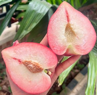 Đào Tuyết Lệ Giang