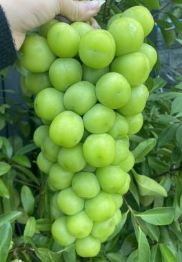 Nho Mẫu Đơn Đài Loan