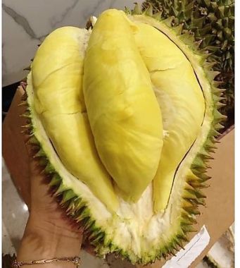 Sầu Riêng Dona Thái