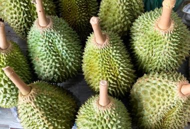 Sầu Riêng Musang King Việt Nam