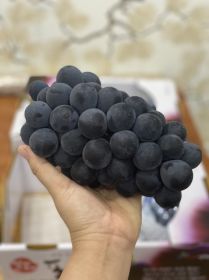 Nho đen không hạt Mỹ