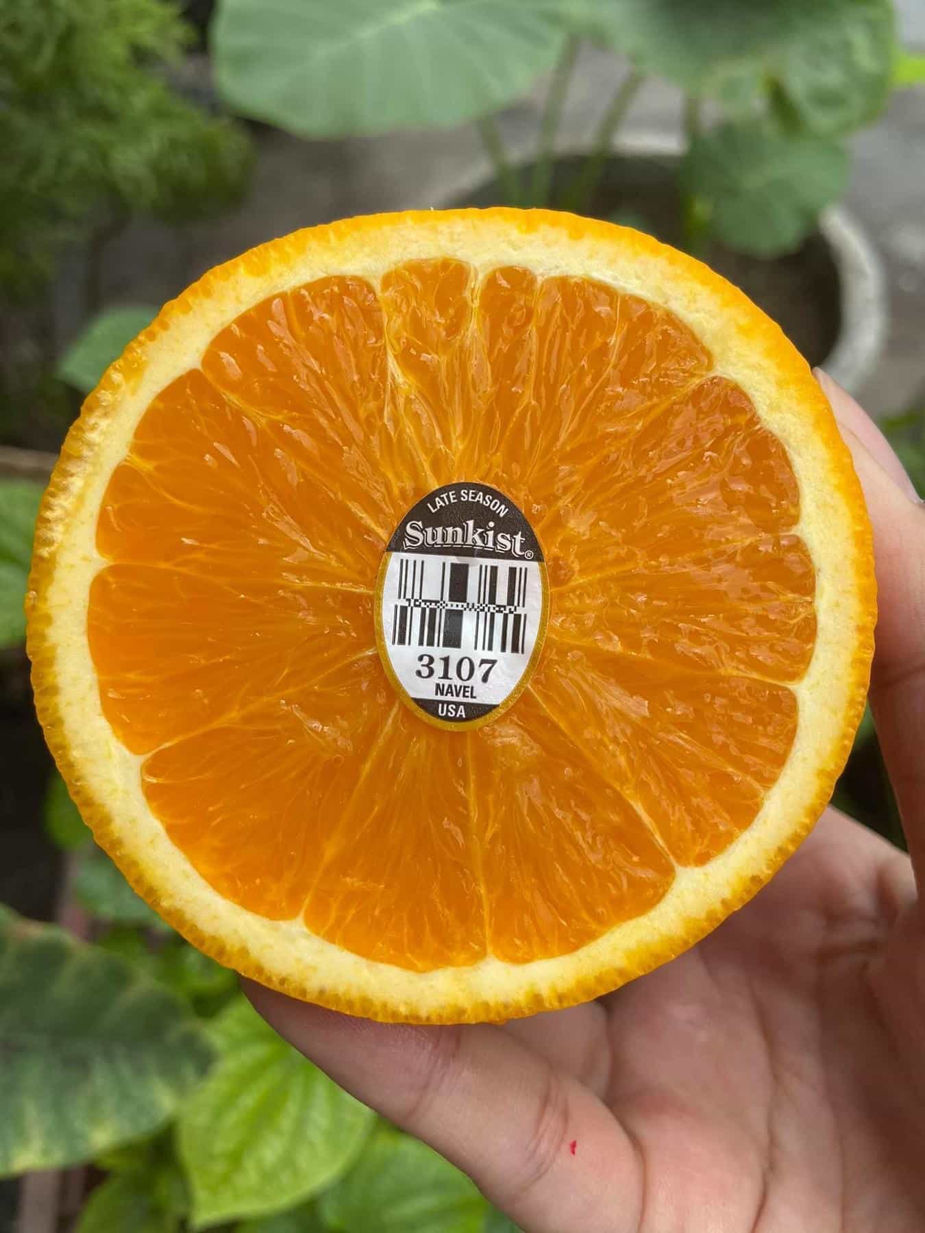 Cam Vàng Mỹ Nhập Khẩu