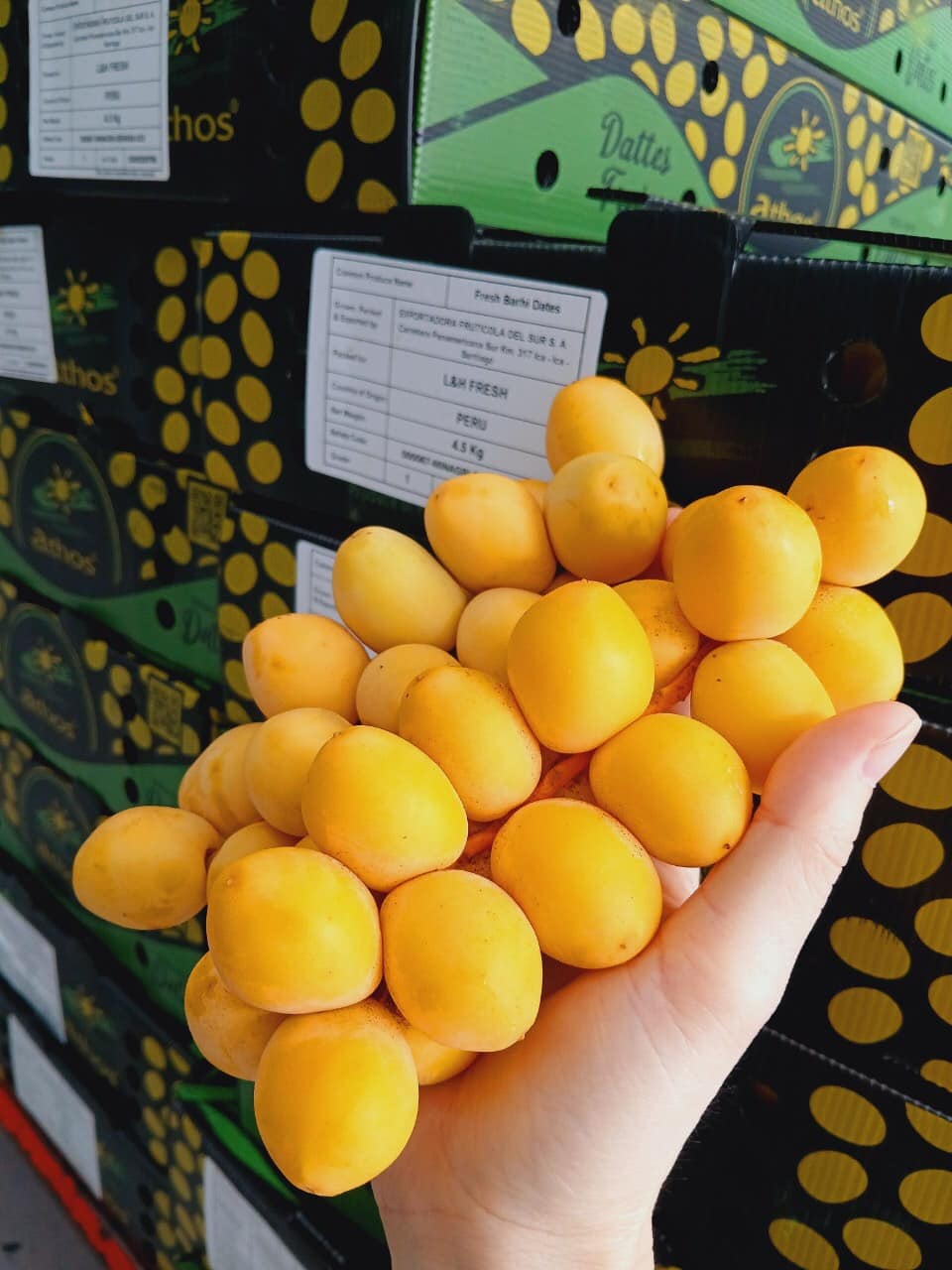 Chà Là Tươi Peru