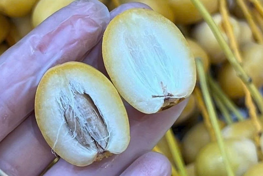 Chà Là Vàng Tươi