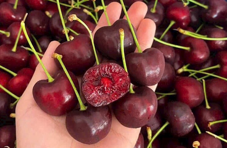 Cherry Mỹ Đầu Mùa, Tươi Mới,  Giá Cạnh Tranh
