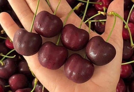 Khám Phá Thế Giới Cherry Mỹ Qua Từng Size Trái