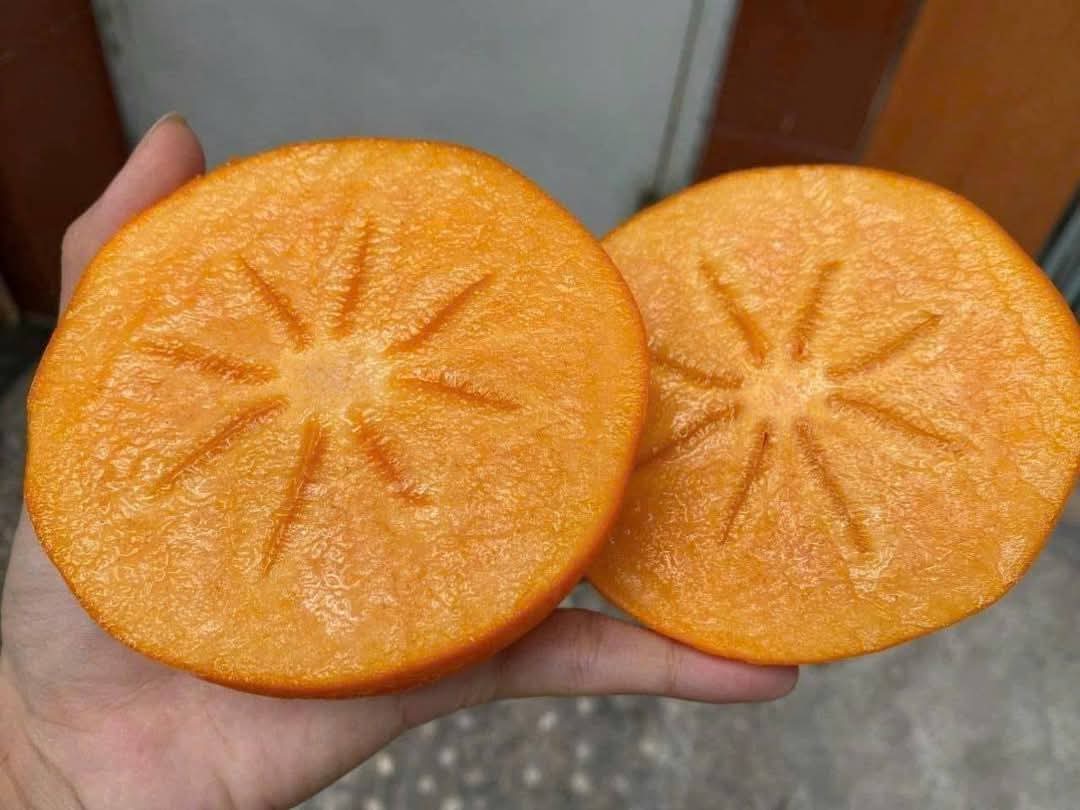 Hồng giòn New Zealand