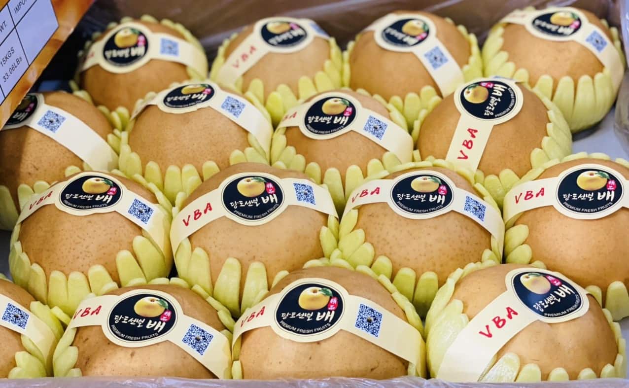 Lê Nâu Nhập Khẩu Vip Size Lớn