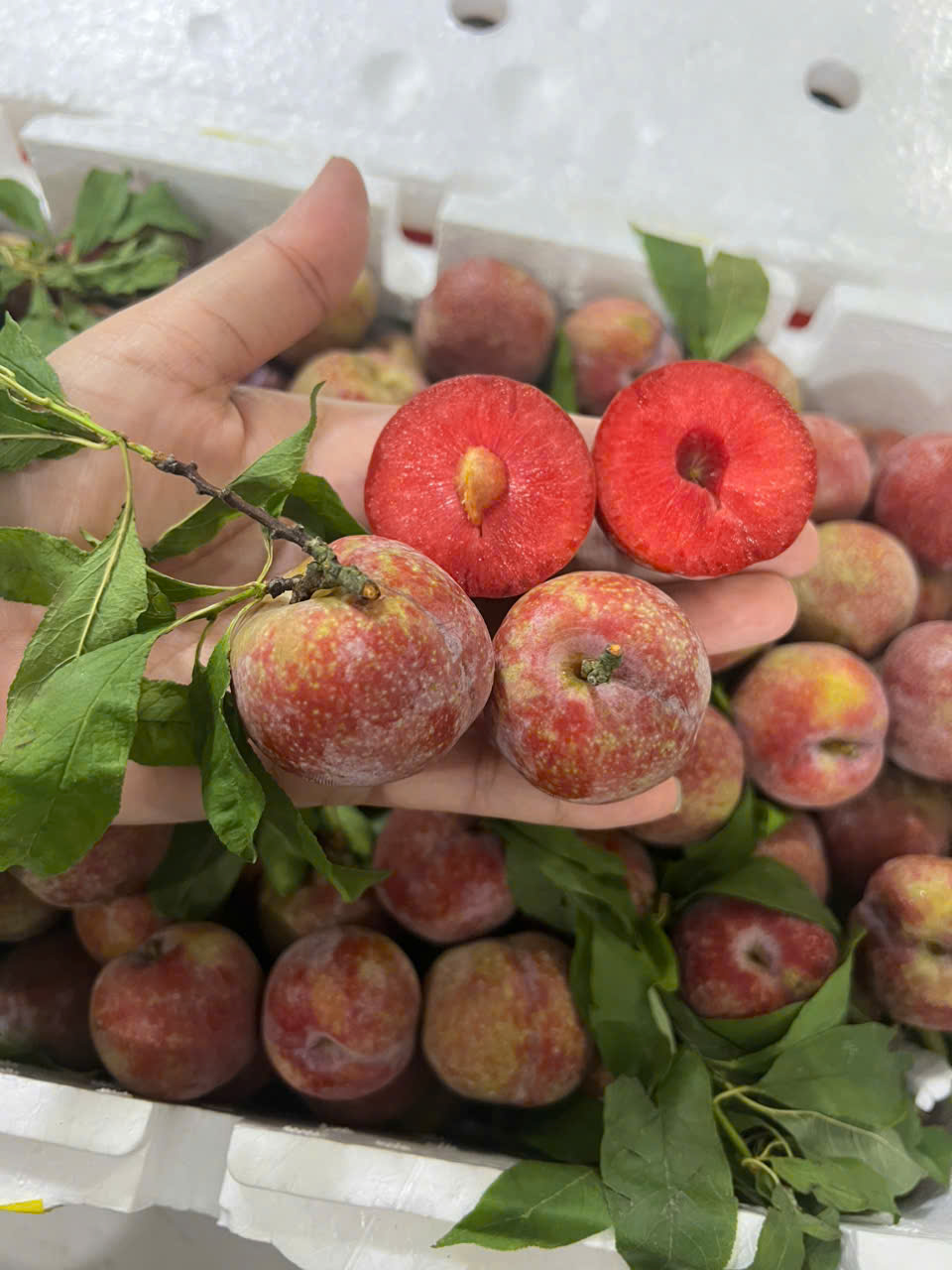 MẬN HẬU ĐẶC SẢN NÚI RỪNG TÂY BẮC