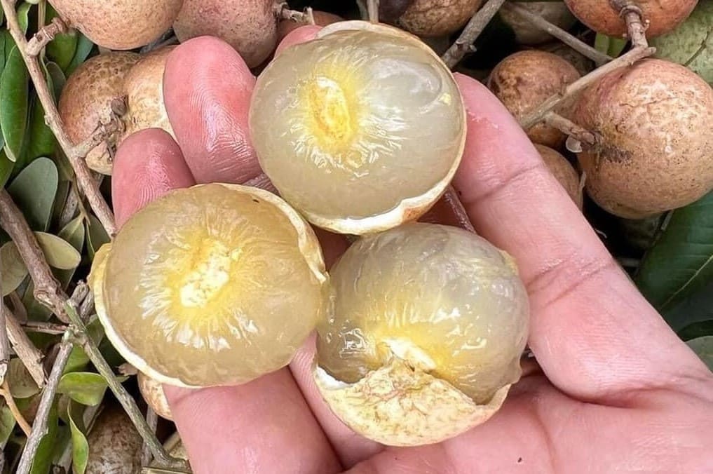 Nhãn Xuồng Cơm Vàng Loại 1