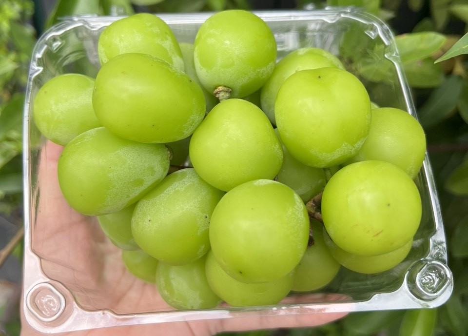 Nho Mẫu Đơn Hộp Tươi Ngọt
