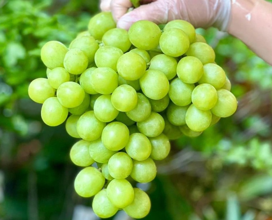 Nho Xanh Mỹ Autumn Crisp