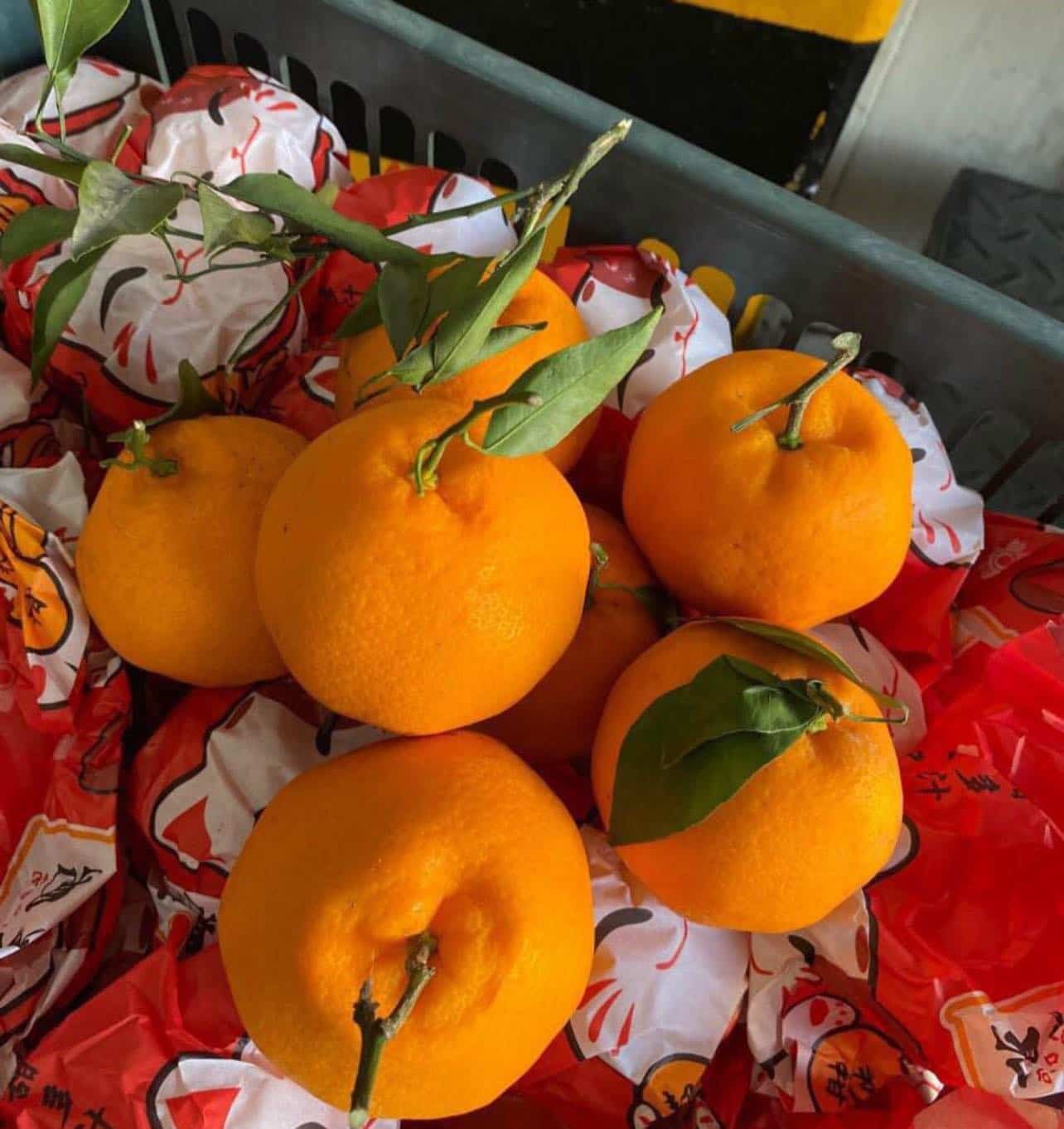 Quýt Chum Giống Nhật Nhập Khẩu