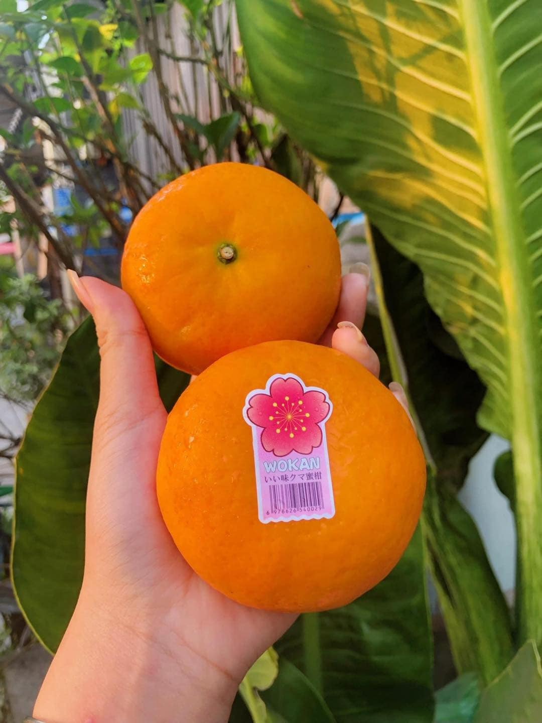 Quýt Nhật Bản Wookam