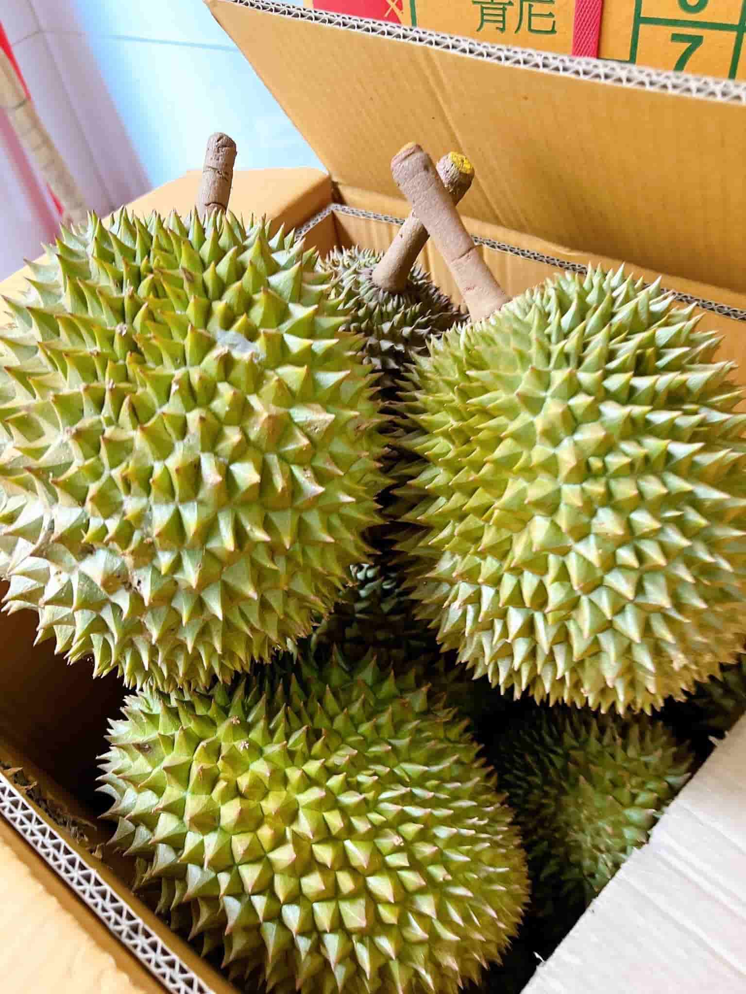 sầu riêng Fumani Thái