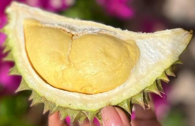 Tìm Hiều Sầu Riêng Monthong Thái: 