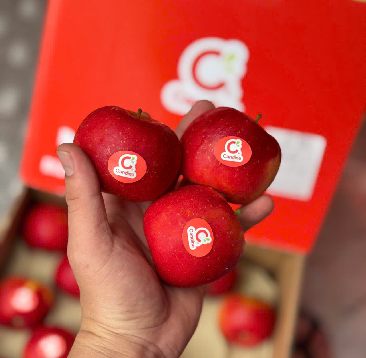 Táo Organic Candine Pháp