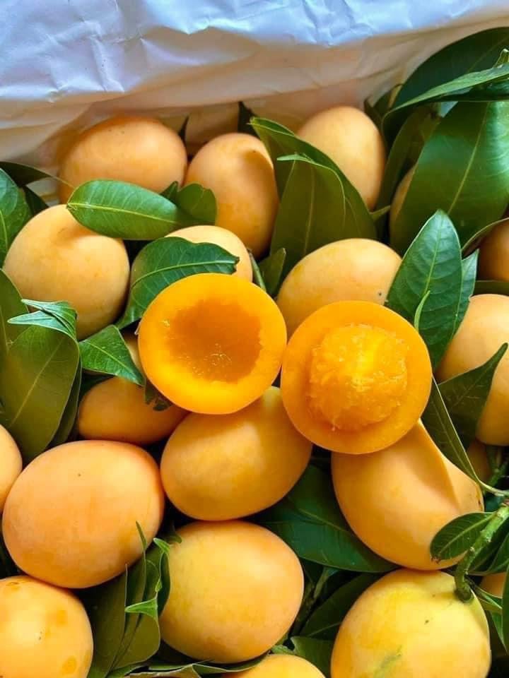 Thanh Trà Thái Lan