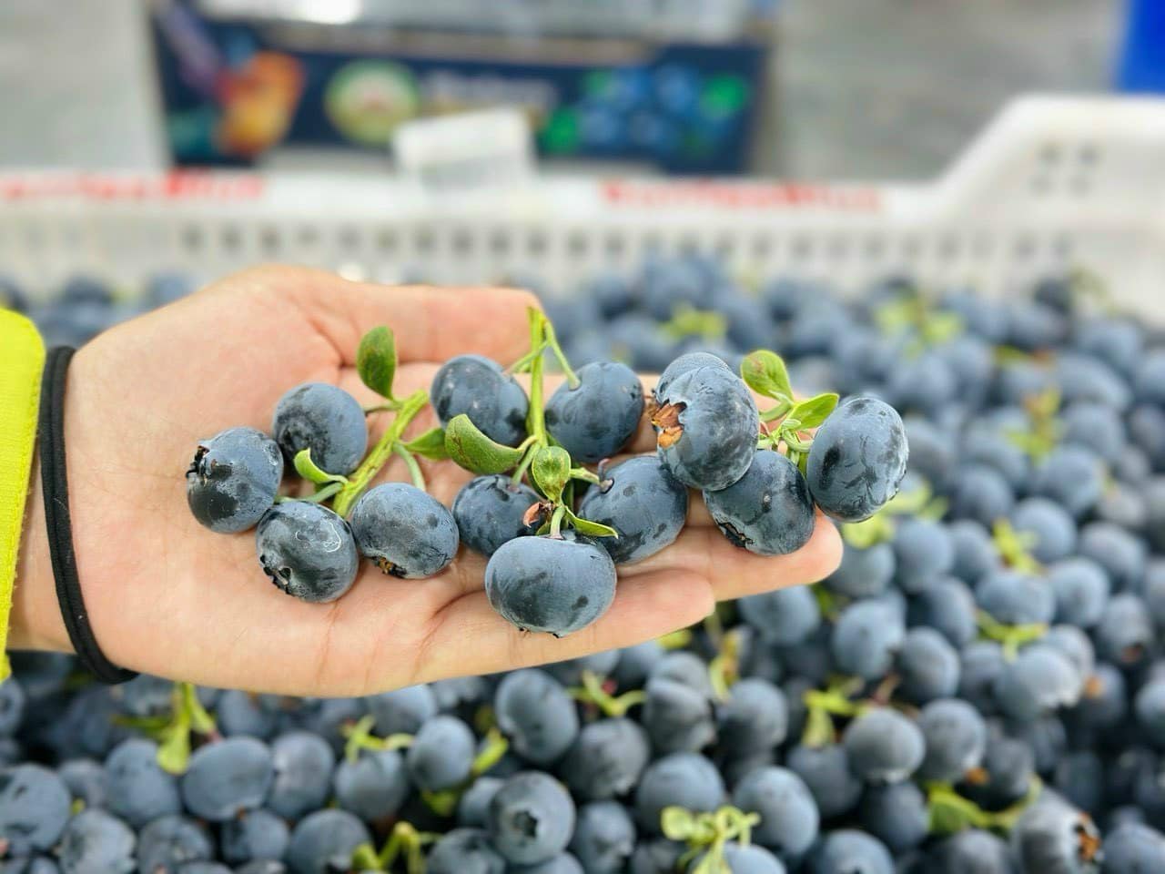 Việt Quất Chùm 250 g