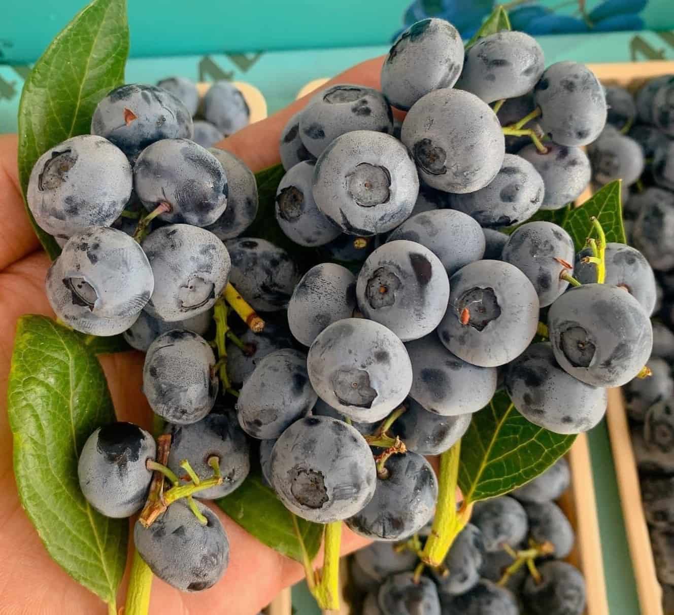 Việt Quất Nhập Khẩu